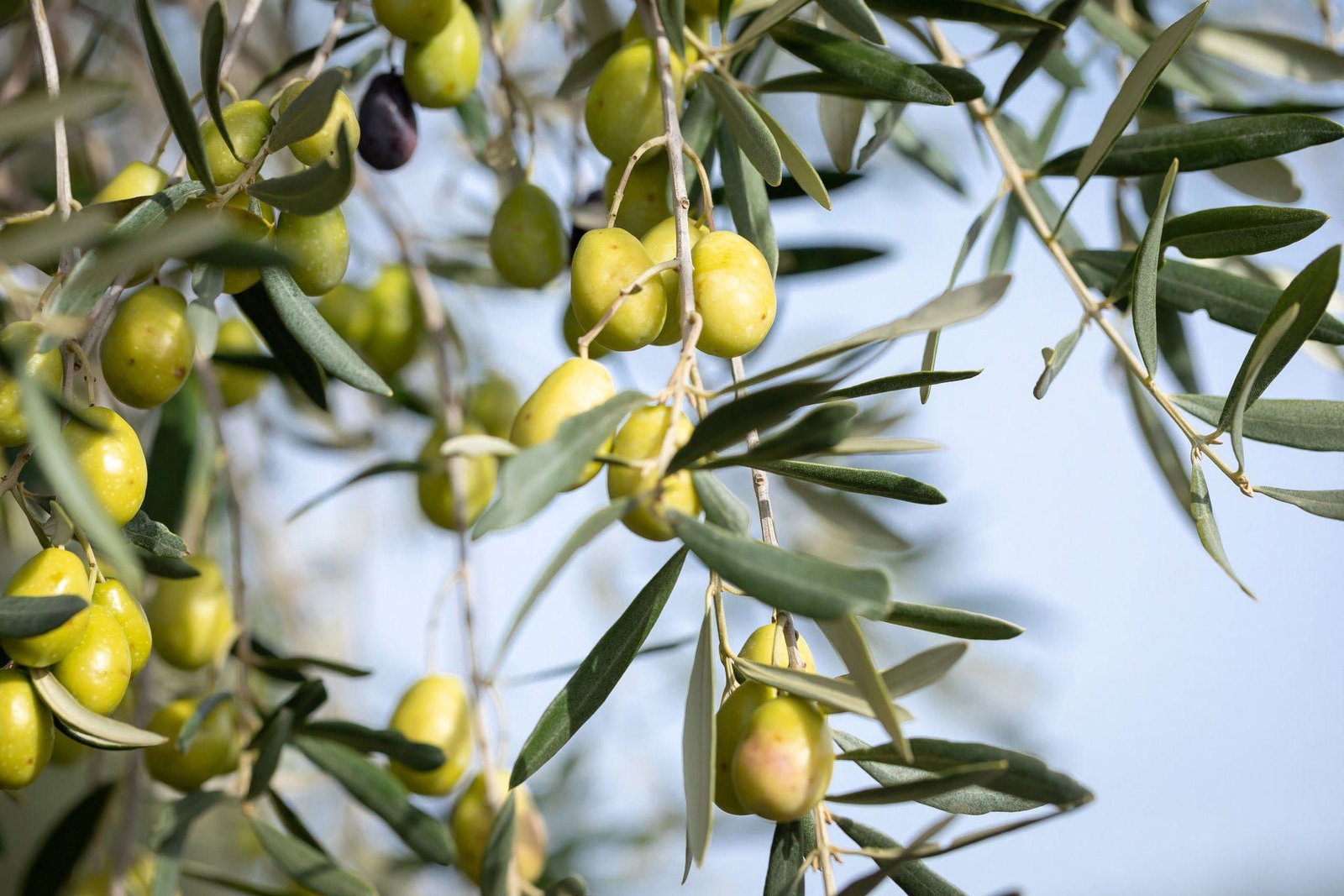 Le Mas De Coeur Olives